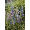 Penstemon heterophyllus 'Electric Blue' | Perennial | 5 x Large Plugs 2 Penstemon heterophyllus 'Electric Blue' | Perennial | 5 x Large Plugs -Starter Plant Sales PL929996SP main 74e3
