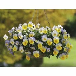 Pansy Cool Wave 'Blueberry Swirl' | Bedding | 5 x Large Plugs