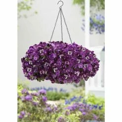 Pansy Cool Wave 'Raspberry' | Bedding | 5 x Large Plugs