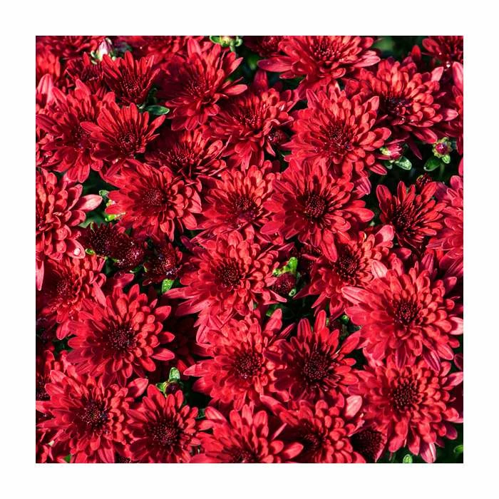 Chrysanthemum Bran Series 'Branroyal Purple' | Bedding | Perennials | 5 x Large Plugs 3 Chrysanthemum Bran Series 'Branroyal Purple' | Bedding | Perennials | 5 x Large Plugs