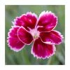 Dianthus Scented 'Pink Kisses®' | Bedding | 5 x Large Plugs 2 Dianthus Scented 'Pink Kisses®' | Bedding | 5 x Large Plugs -Starter Plant Sales visi184682 PL929910SP e8c2