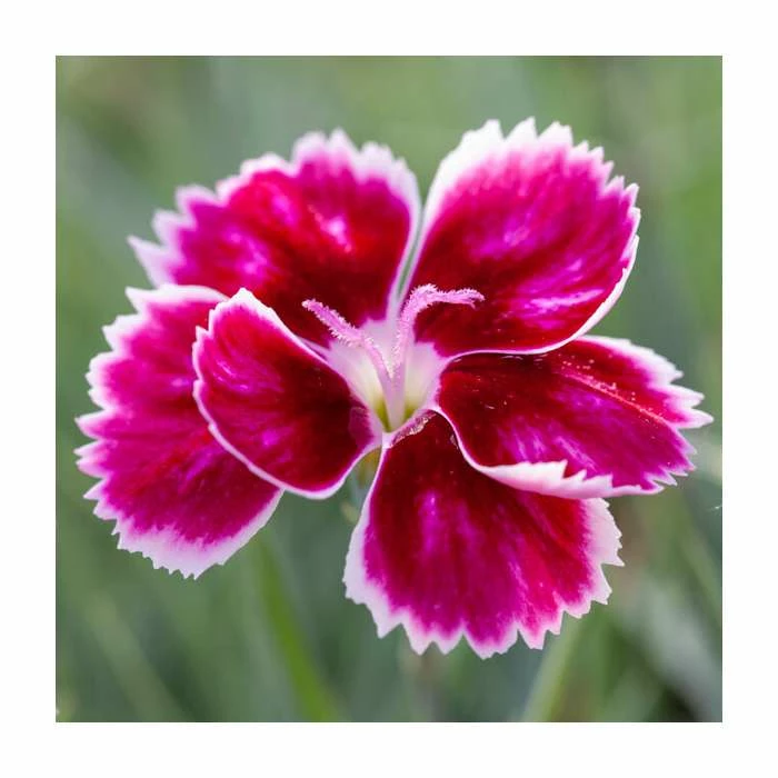 Dianthus Scented 'Pink Kisses®' | Bedding | 5 x Large Plugs 3 Dianthus Scented 'Pink Kisses®' | Bedding | 5 x Large Plugs